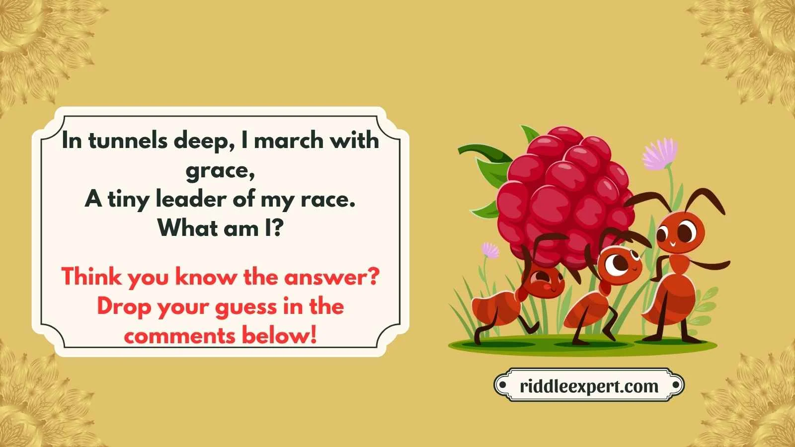 Best Ant Riddles