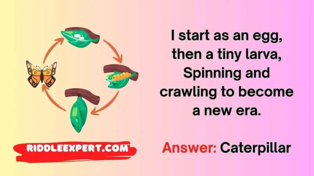 Butterfly Transformation Riddles