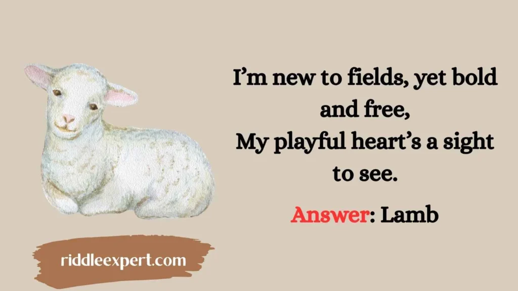 Lambs at Play
