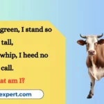Cow Riddles
