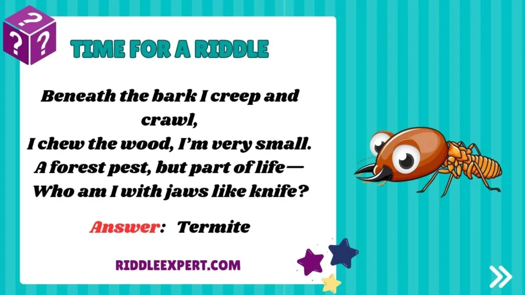 Forest Riddles