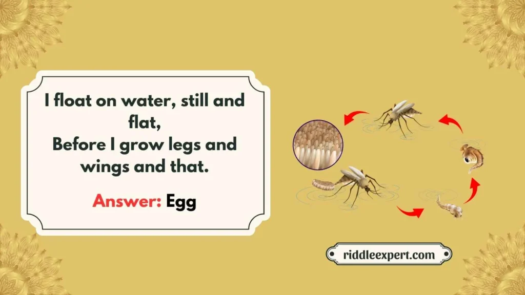 Mosquito Life Cycle Riddles
