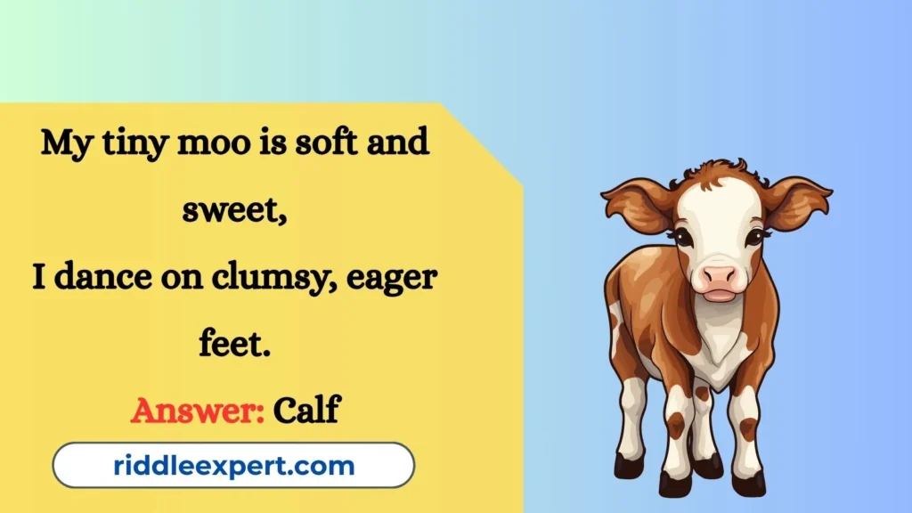 Riddles About Baby Cows