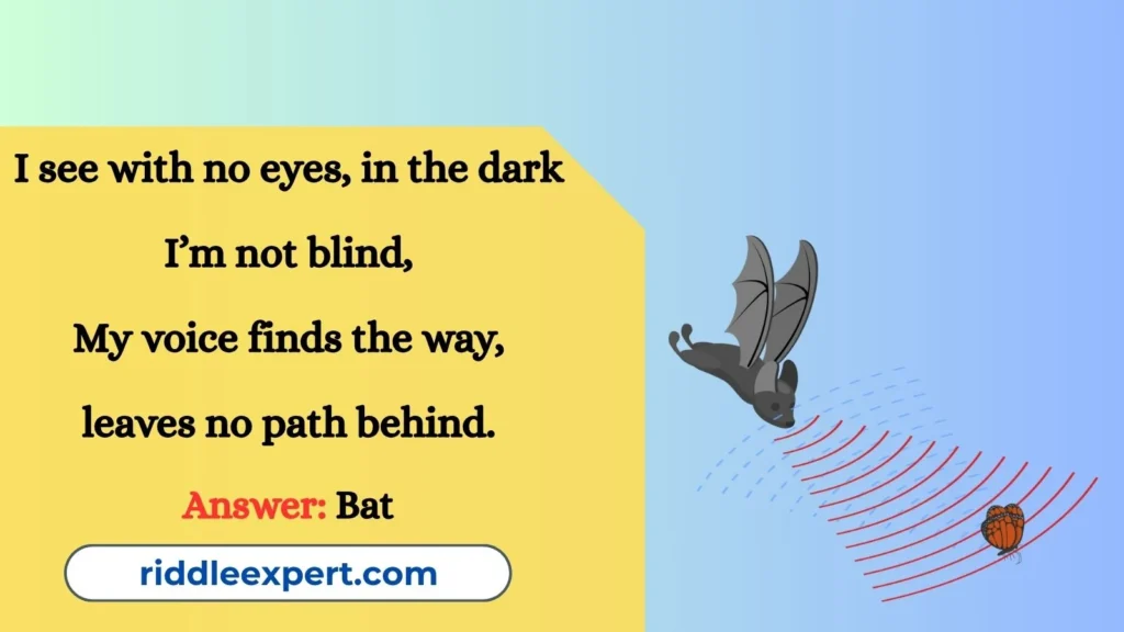 Riddles About Bat Echolocation