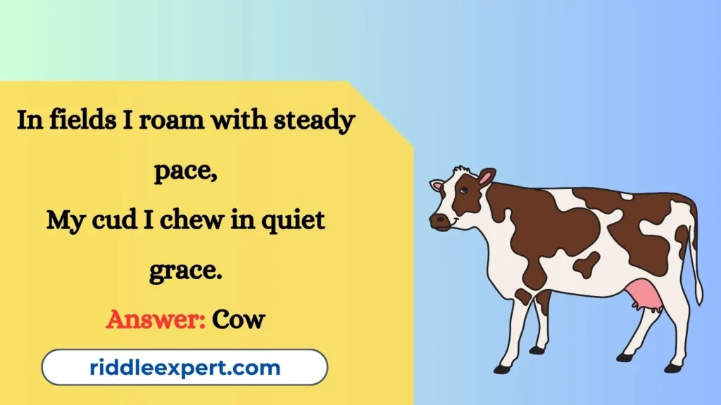Riddles About Cow Behavior